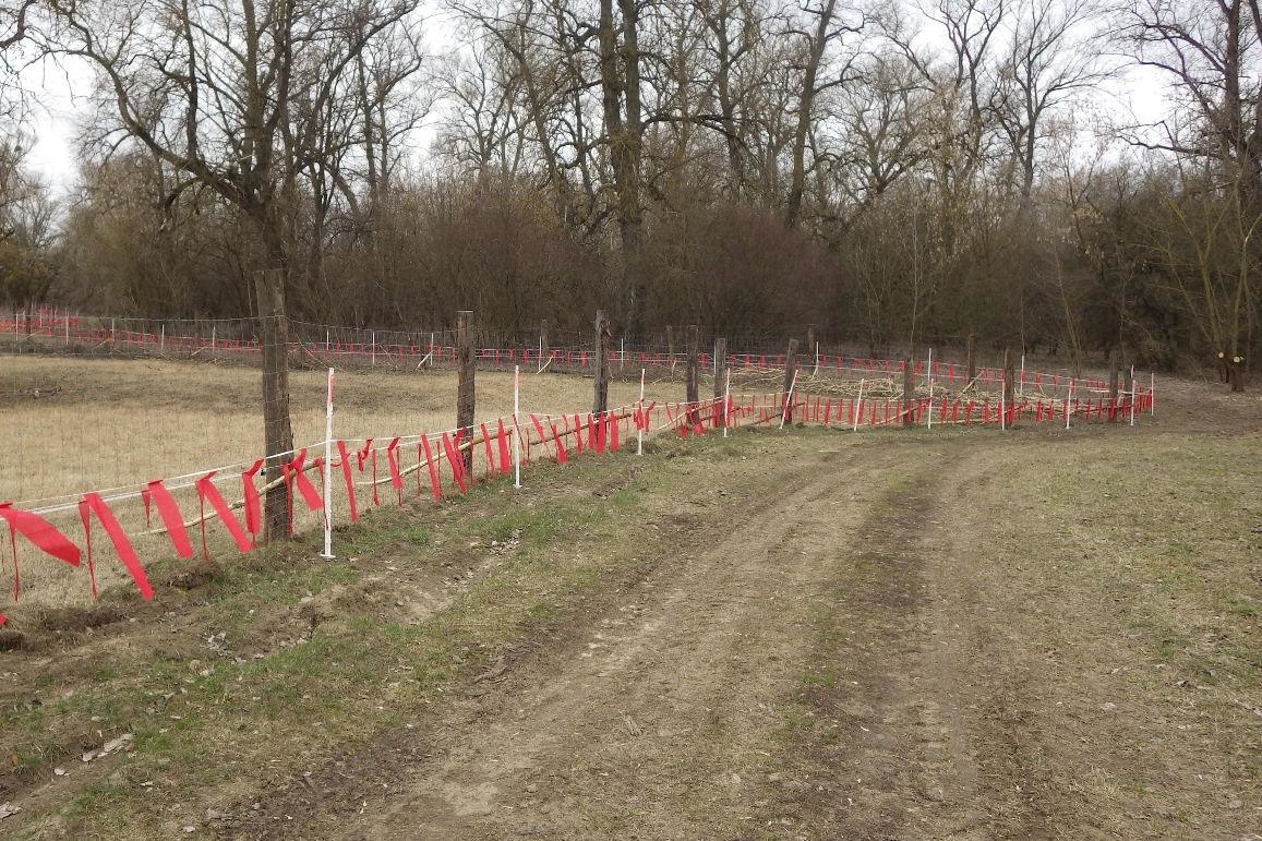 fot. pobrano ze strony http://bydgoszcz.rdos.gov.pl/przekazanie-fladr-dla-gospodarstw-rolnych-w-wojewodztwie-kujawsko-pomorskim