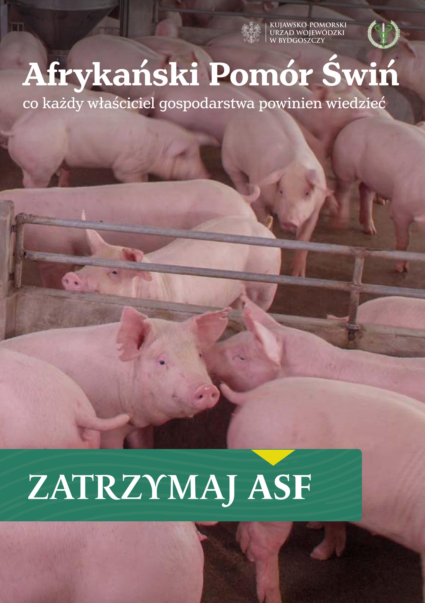 Afrykański pomór świń