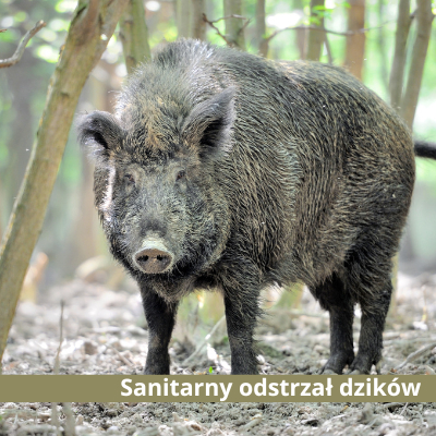 ROZPORZĄDZENIE NR 13/2025 WOJEWODY KUJAWSKO-POMORSKIEGO z dnia 30 czerwca 2025 r. w sprawie zarządzenia odstrzału sanitarnego dzików na obszarze zagrożonym wystąpieniem afrykańskiego pomoru świń na terenie województwa kujawsko-pomorskiego