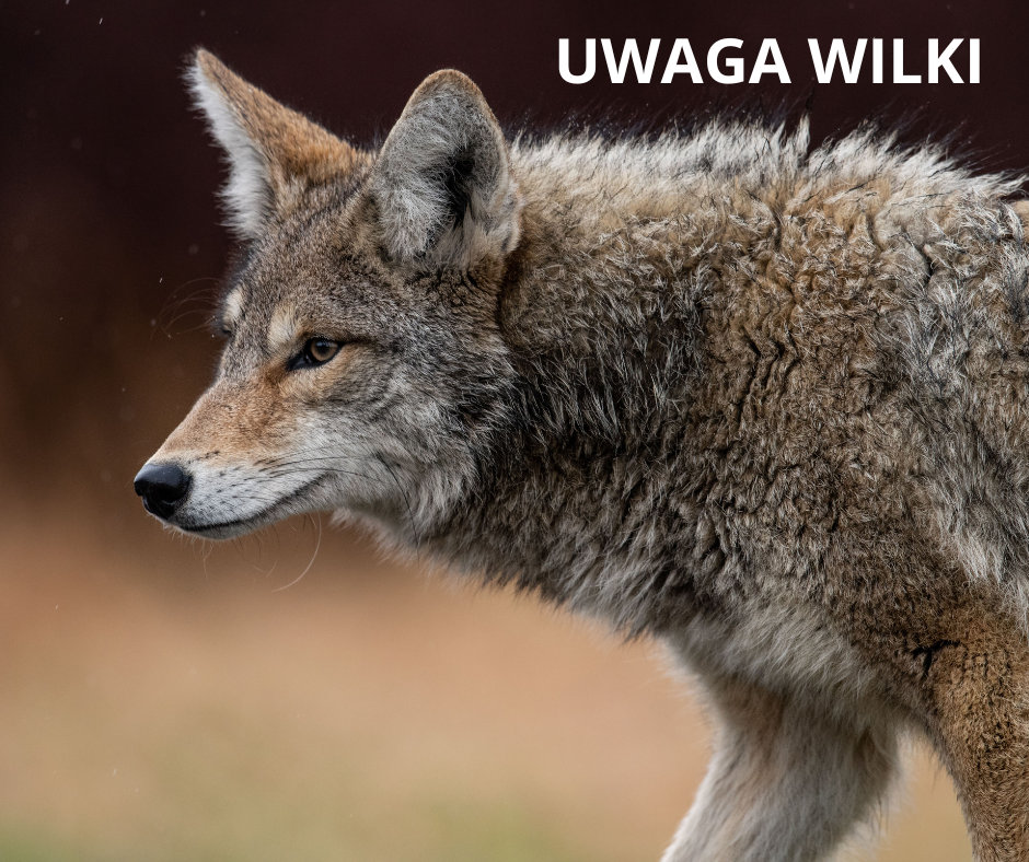 Uwaga wilki! – prosimy o zachowanie szczególnej ostrożności!